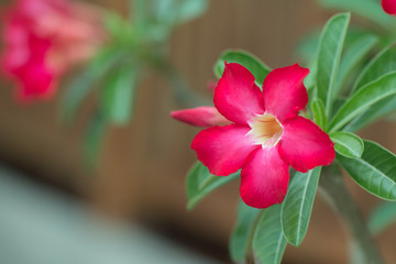 Desert rose or red Bignonia, Adenium flower