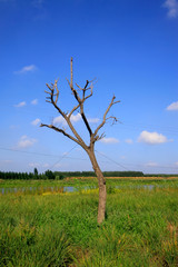 dead trees under the blue sky and white cloud
