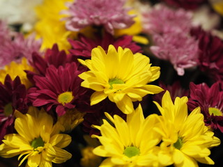 Closeup African Daisy ,Transvaal Daisy ,Gerbera veridijolia Pink Purple Yellow White Flower on black background