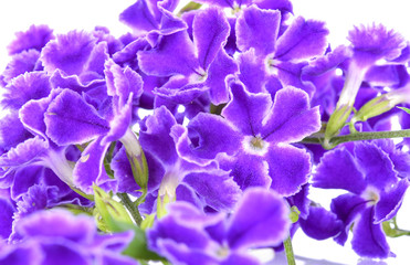 Fototapeta na wymiar Violet flower isolated on white background