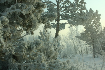 forest in winter