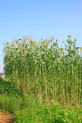 Sorghum crop in the field