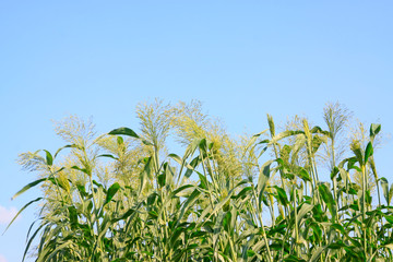 Sorghum crop under blue sky