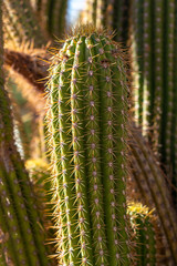 Close up on a Prickly Cactus in the Desert