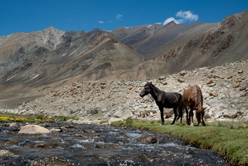Landscape with stream, mountain, horses, clouds and blue sky.