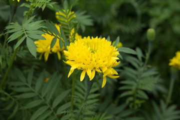 Yellow Marigold flower