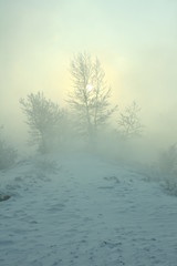 tree in fog