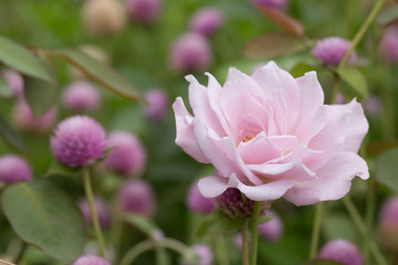 Soft focus of Pink rose