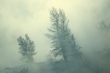 tree in fog