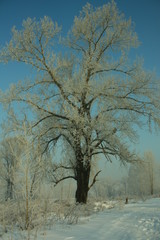 tree and sky