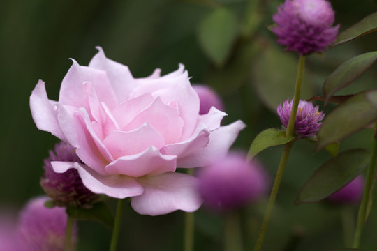Soft focus of Pink rose