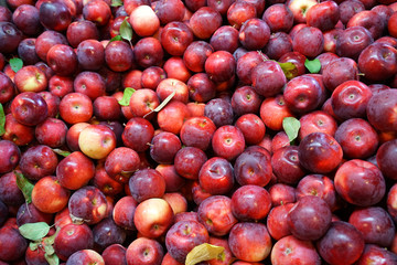 Fresh picked red delicious apples background in the harvest season