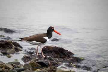 American oystercatcher