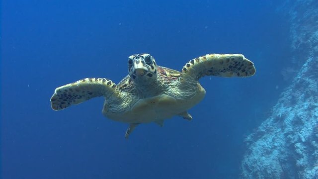 Curious Turtle swims towards camera
