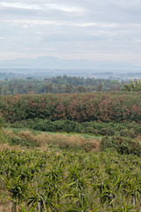 Fototapeta na wymiar Landscape of Dragon fruit plant in farm