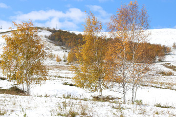 trees with yellow foliage on a snowy background