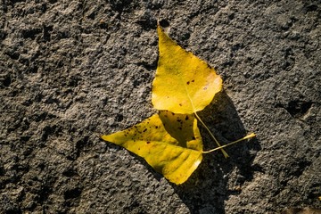 yellow leaf on the ground
