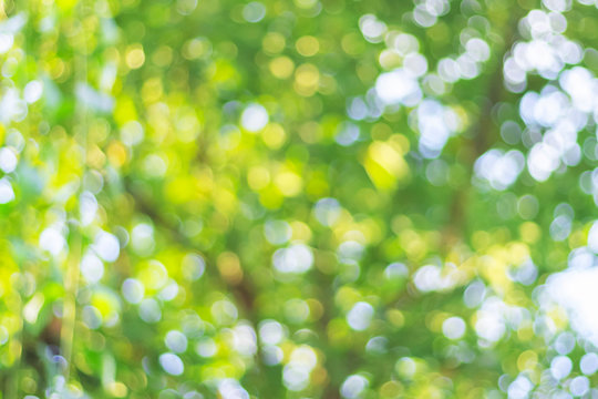 Earth Day concept:  Sunny abstract green bokeh  nature background
