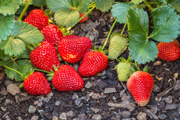 closeup of ripe and unripe strawberries in garden with copy space below