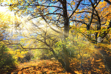 footpath in the autumn forest