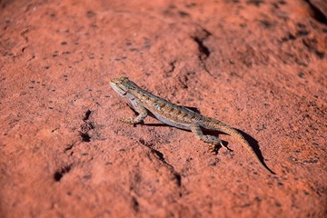 Western fence lizard (Sceloporus occidentalis) which belongs in the order Squamata (snakes and lizards) and the suborder Iguania basking in the sun on a rock detailed close up macro in red cliffs dese