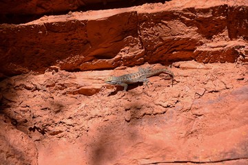 Western fence lizard (Sceloporus occidentalis) which belongs in the order Squamata (snakes and lizards) and the suborder Iguania basking in the sun on a rock detailed close up macro in red cliffs dese