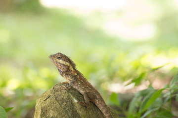 Wild lizard or Red-headed Lizard stay on rock
