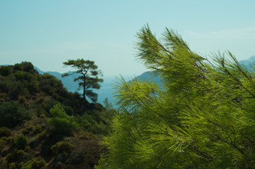 Mountain forest landscape nature background