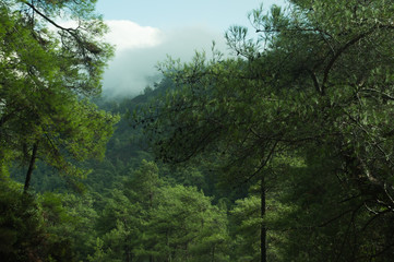 Obraz na płótnie Canvas Mountain forest landscape nature background