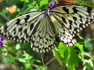 Butterfly in its natural habitat