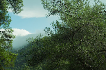 Obraz na płótnie Canvas Mountain forest landscape nature background