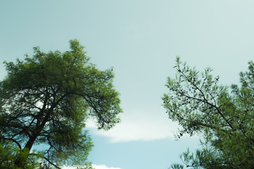 Obraz premium Trees in the forest with the sky background