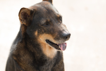 Closeup of dog