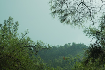 Mountain forest landscape nature background