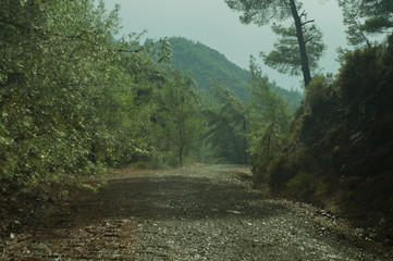 Mountain forest landscape nature background