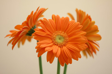 Gerbera Bl&uuml;te Orange Makro