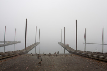 Wild geese at a boat dock on Willamette River on a foggy autumn morning.