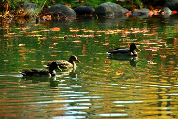 札幌、中島公園の秋の風景