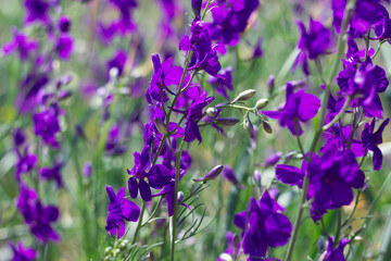 Delphinium flowers (Consolida orientalis) - wild purple flowers known also as larkspur, background