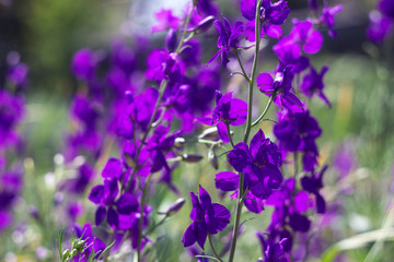 Delphinium flowers (Consolida orientalis) - wild purple flowers known also as larkspur