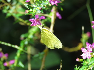 Butterfly in its natural habitat