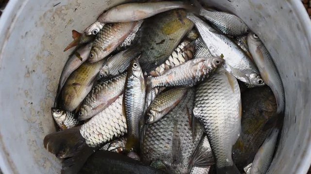 Many freshwater fish in a container , Siamese mud carp or Henicorhynchus siamensis, Gouramis, Gouramies, Sepat and TrichopodusTrichopodus