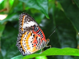 Butterfly in its natural habitat