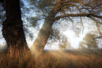 misty dawn in the grove on the banks of the river