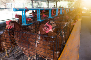 Hens in a farm
