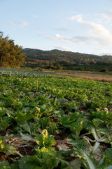 Fototapeta na wymiar Landscape view of a freshly growing cabbage field