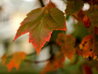 Closeup of sugar maple leaves in red palette in residential part of Redmond