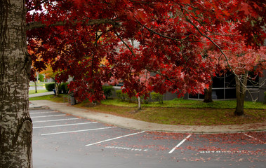 Giant branch of oak tree with red foliage covers parking  lot in office campus in Redmond
