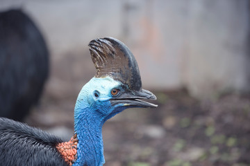 Cassowary,Southern Cassowary animal,