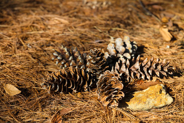 The flowers of the pine trees lie on the ground.